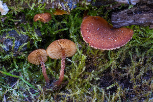  ( - FDS-CA-06929)  @11 [ ] by-nc (2024) Dean Lyons Fungal Diversity Survey