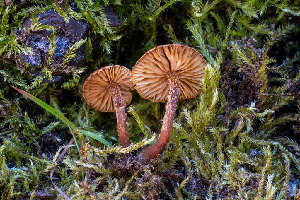  ( - FDS-CA-06929)  @11 [ ] by-nc (2024) Dean Lyons Fungal Diversity Survey