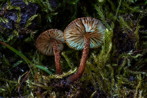  ( - FDS-CA-06929)  @11 [ ] by-nc (2024) Dean Lyons Fungal Diversity Survey