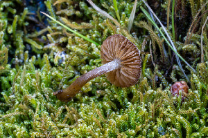  (Hebeloma paludicola - FDS-CA-06916)  @11 [ ] by-nc (2024) Dean Lyons Fungal Diversity Survey