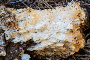  ( - FDS-CA-00844)  @11 [ ] by-nc (2024) Dean Lyons Fungal Diversity Survey
