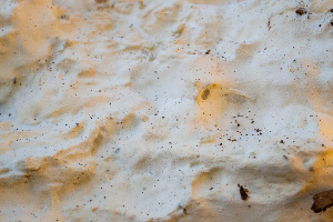  ( - FDS-CA-00844)  @11 [ ] by-nc (2024) Dean Lyons Fungal Diversity Survey