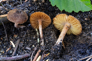  ( - FDS-CA-00845)  @11 [ ] by-nc (2024) Dean Lyons Fungal Diversity Survey