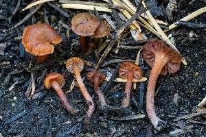  ( - FDS-CA-00872)  @11 [ ] by-nc (2024) Dean Lyons Fungal Diversity Survey