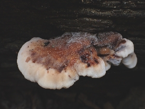  ( - FDS-CA-08012)  @11 [ ] by (2024) Mandy Hackney Fungal Diversity Survey