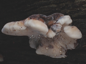  ( - FDS-CA-08012)  @11 [ ] by (2024) Mandy Hackney Fungal Diversity Survey