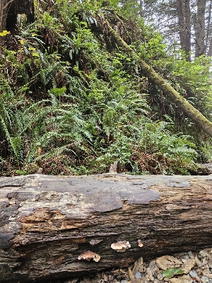  ( - FDS-CA-08012)  @11 [ ] by (2024) Mandy Hackney Fungal Diversity Survey