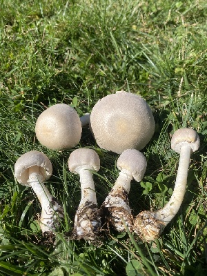  ( - FDS-CA-07528)  @11 [ ] c (2024) Marinna Grijalva Fungal Diversity Survey