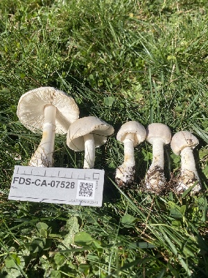  ( - FDS-CA-07528)  @11 [ ] c (2024) Marinna Grijalva Fungal Diversity Survey