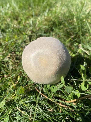  ( - FDS-CA-07528)  @11 [ ] c (2024) Marinna Grijalva Fungal Diversity Survey