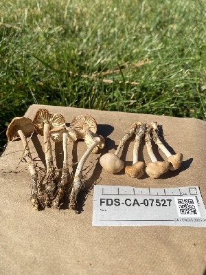  ( - FDS-CA-07527)  @11 [ ] c (2024) Marinna Grijalva Fungal Diversity Survey