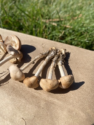  ( - FDS-CA-07527)  @11 [ ] c (2024) Marinna Grijalva Fungal Diversity Survey