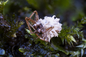  (Gibellula sp. CA04 - FDS-CA-00846)  @11 [ ] by-nc (2024) Dean Lyons Fungal Diversity Survey