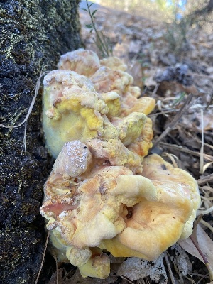  ( - FDS-CA-07530)  @11 [ ] c (2024) Marinna Grijalva Fungal Diversity Survey