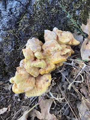  ( - FDS-CA-07530)  @11 [ ] c (2024) Marinna Grijalva Fungal Diversity Survey