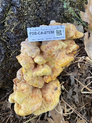  ( - FDS-CA-07530)  @11 [ ] c (2024) Marinna Grijalva Fungal Diversity Survey
