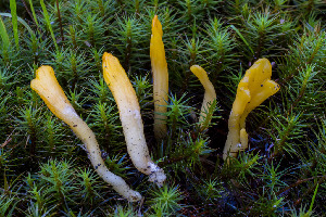  ( - FDS-CA-05826)  @11 [ ] by-nc (2024) Dean Lyons Fungal Diversity Survey