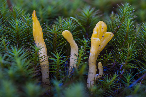  ( - FDS-CA-05826)  @11 [ ] by-nc (2024) Dean Lyons Fungal Diversity Survey