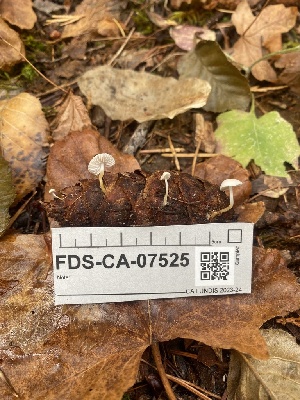  ( - FDS-CA-07525)  @11 [ ] c (2024) Marinna Grijalva Fungal Diversity Survey