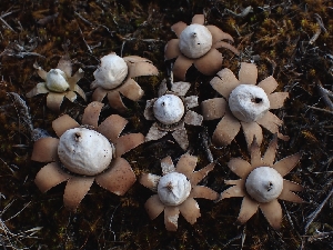  ( - FDS-CA-08016)  @11 [ ] by (2024) Mandy Hackney Fungal Diversity Survey
