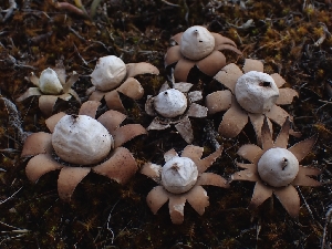  ( - FDS-CA-08016)  @11 [ ] by (2024) Mandy Hackney Fungal Diversity Survey