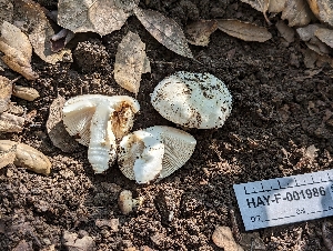  (Russula sp. CA07 - HAY-F-001986)  @11 [ ] Unspecified (default): All Rights Reserved (2023) Stu Pickell FunDiS