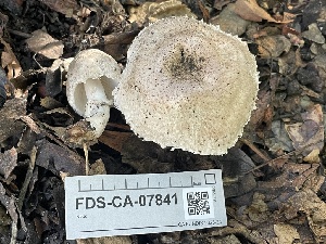  ( - FDS-CA-07841)  @11 [ ] by-nc (2024) Damon Tighe Fungal Diversity Survey