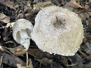  ( - FDS-CA-07841)  @11 [ ] by-nc (2024) Damon Tighe Fungal Diversity Survey
