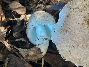 ( - FDS-CA-07841)  @11 [ ] by-nc (2024) Damon Tighe Fungal Diversity Survey