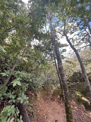  ( - FDS-CA-08596)  @11 [ ] by-nc (2024) Dean Lyons Fungal Diversity Survey