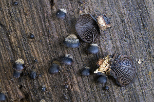  ( - FDS-CA-08596)  @11 [ ] by-nc (2024) Dean Lyons Fungal Diversity Survey