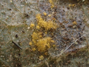  ( - FDS-CA-07843)  @11 [ ] by-nc (2024) Damon Tighe Fungal Diversity Survey
