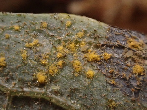 ( - FDS-CA-07843)  @11 [ ] by-nc (2024) Damon Tighe Fungal Diversity Survey
