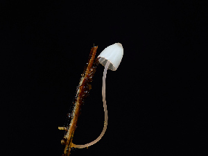  ( - FDS-CA-06605)  @11 [ ] by (2024) Justin Paulin Fungal Diversity Survey