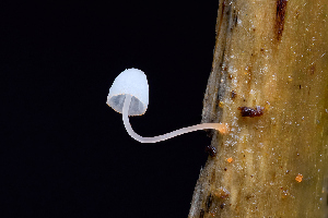  ( - FDS-CA-06605)  @11 [ ] by (2024) Justin Paulin Fungal Diversity Survey