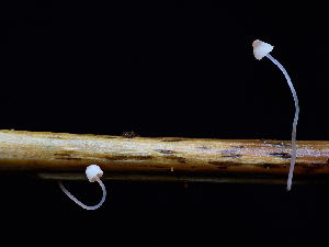  ( - FDS-CA-06605)  @11 [ ] by (2024) Justin Paulin Fungal Diversity Survey