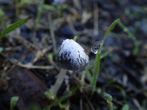  ( - FDS-CA-07796)  @11 [ ] by-nc (2024) Sadie Hickey Fungal Diversity Survey