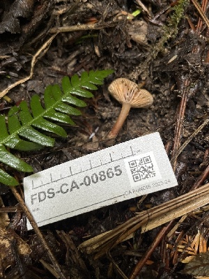  ( - FDS-CA-00865)  @11 [ ] by-nc (2024) Dean Lyons Fungal Diversity Survey