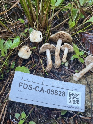  ( - FDS-CA-05828)  @11 [ ] by-nc (2024) Dean Lyons Fungal Diversity Survey