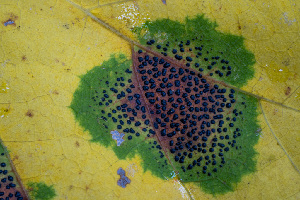  ( - FDS-CA-00856)  @11 [ ] by-nc (2024) Dean Lyons Fungal Diversity Survey