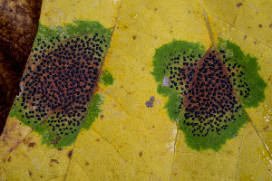  ( - FDS-CA-00856)  @11 [ ] by-nc (2024) Dean Lyons Fungal Diversity Survey