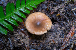  ( - FDS-CA-00865)  @11 [ ] by-nc (2024) Dean Lyons Fungal Diversity Survey