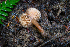  ( - FDS-CA-00865)  @11 [ ] by-nc (2024) Dean Lyons Fungal Diversity Survey