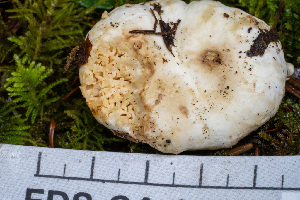  ( - FDS-CA-05837)  @11 [ ] by-nc (2024) Dean Lyons Fungal Diversity Survey