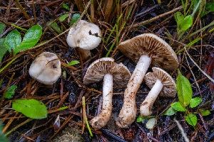  (Hebeloma sp. CA08 - FDS-CA-05828)  @11 [ ] by-nc (2024) Dean Lyons Fungal Diversity Survey
