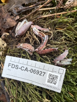  (Penicillium bialowiezense - FDS-CA-06927)  @11 [ ] by-nc (2024) Dean Lyons Fungal Diversity Survey