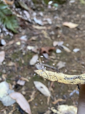  ( - FDS-CA-07539)  @11 [ ] c (2024) Marinna Grijalva Fungal Diversity Survey