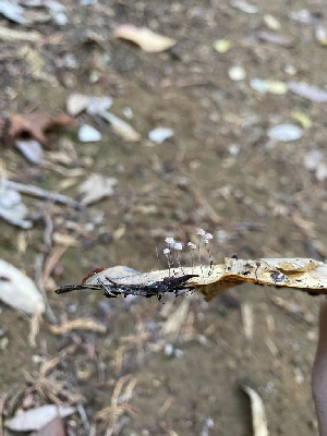  ( - FDS-CA-07539)  @11 [ ] c (2024) Marinna Grijalva Fungal Diversity Survey