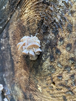  ( - FDS-CA-07522)  @11 [ ] c (2024) Marinna Grijalva Fungal Diversity Survey