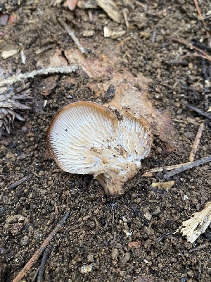  ( - FDS-CA-07522)  @11 [ ] c (2024) Marinna Grijalva Fungal Diversity Survey